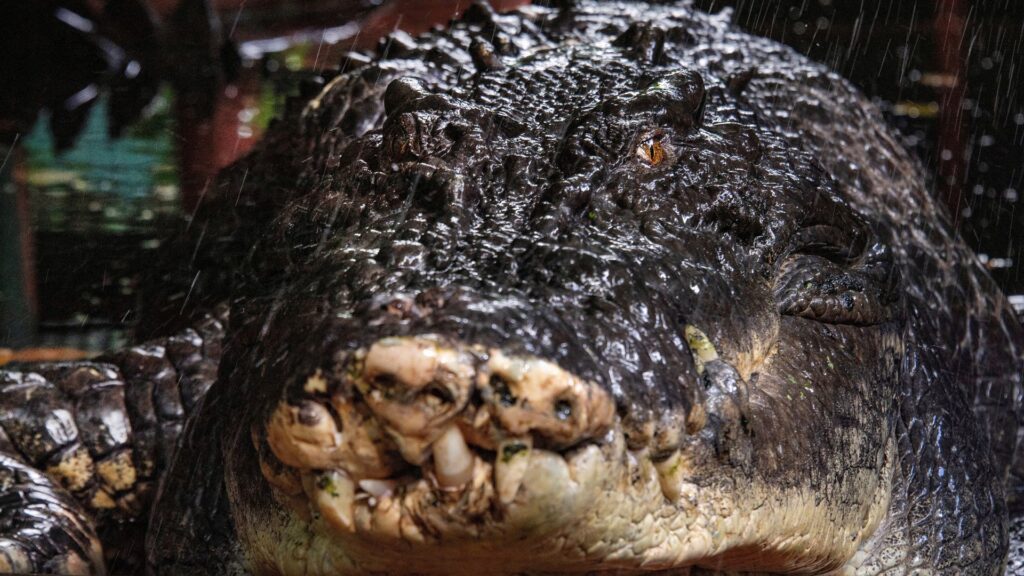 World’s largest captive crocodile dies aged 110