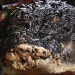 World’s largest captive crocodile dies aged 110