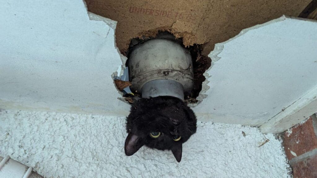 Cat wriggles through drainpipe – but with only some success