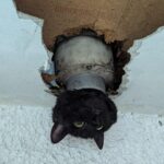 Cat wriggles through drainpipe – but with only some success