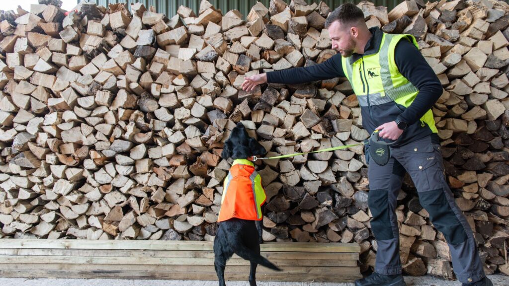 Nature’s best friend: Sniffer dog roots out tree disease in UK first