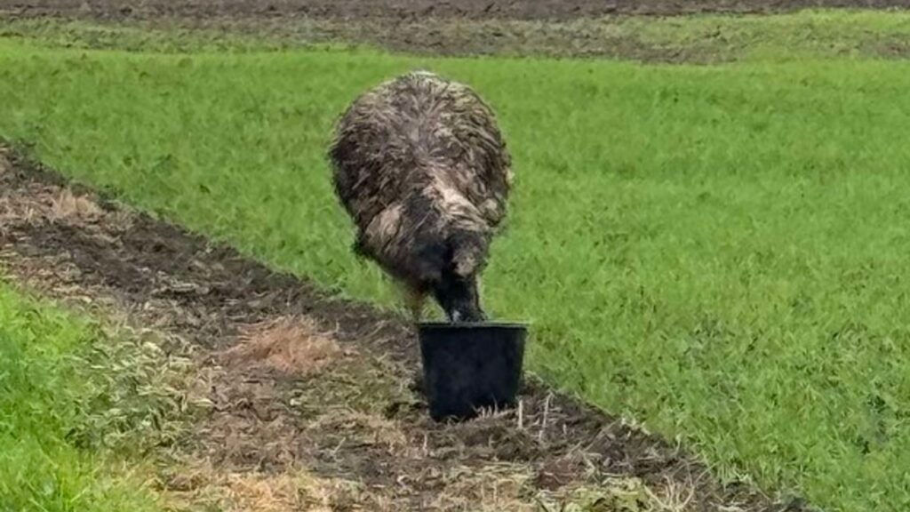 Stop chasing on-the-run emu in your 4x4s, police tell public