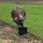 Stop chasing on-the-run emu in your 4x4s, police tell public