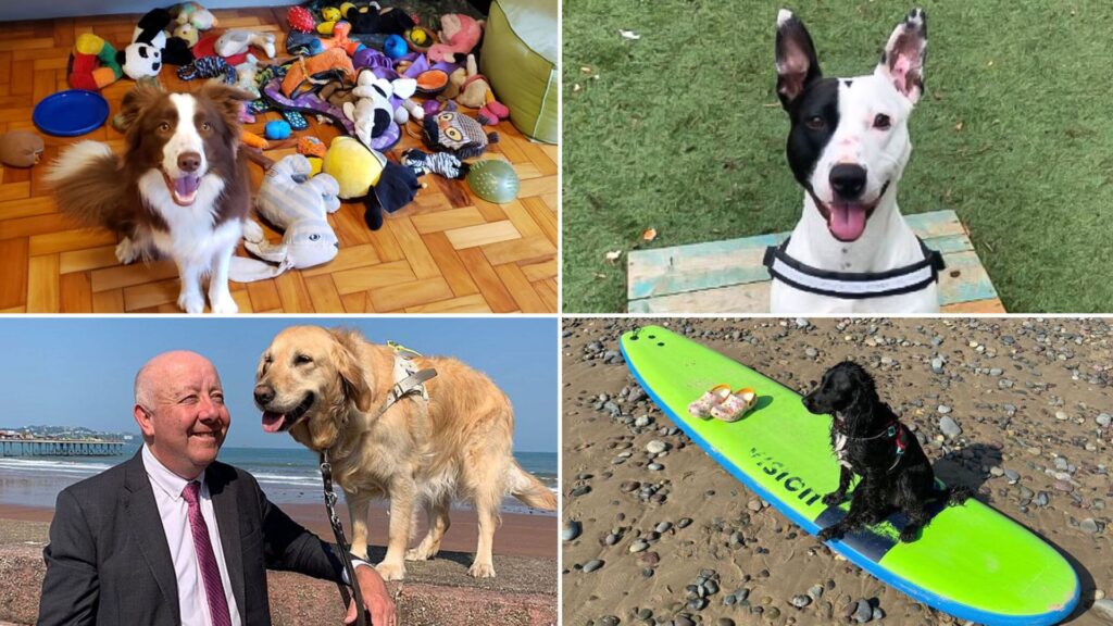 Best dogs of 2024: Good (and bad) boys and girls that made headlines this year