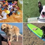 Best dogs of 2024: Good (and bad) boys and girls that made headlines this year