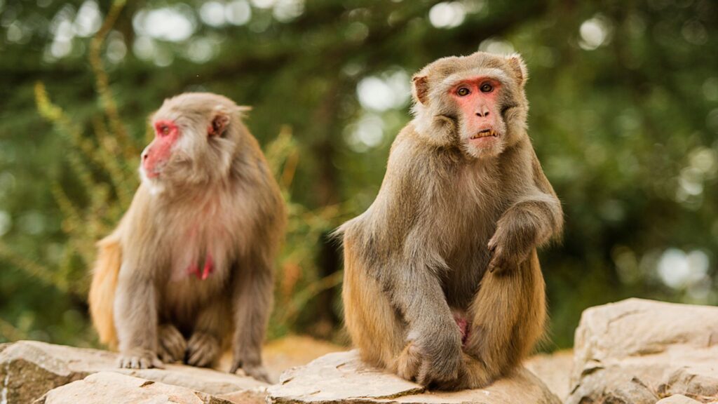 Locals warned to shut windows as 40 monkeys escape lab