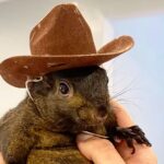 ‘Heartless killing machine’: Elon Musk weighs in on euthanised squirrel row