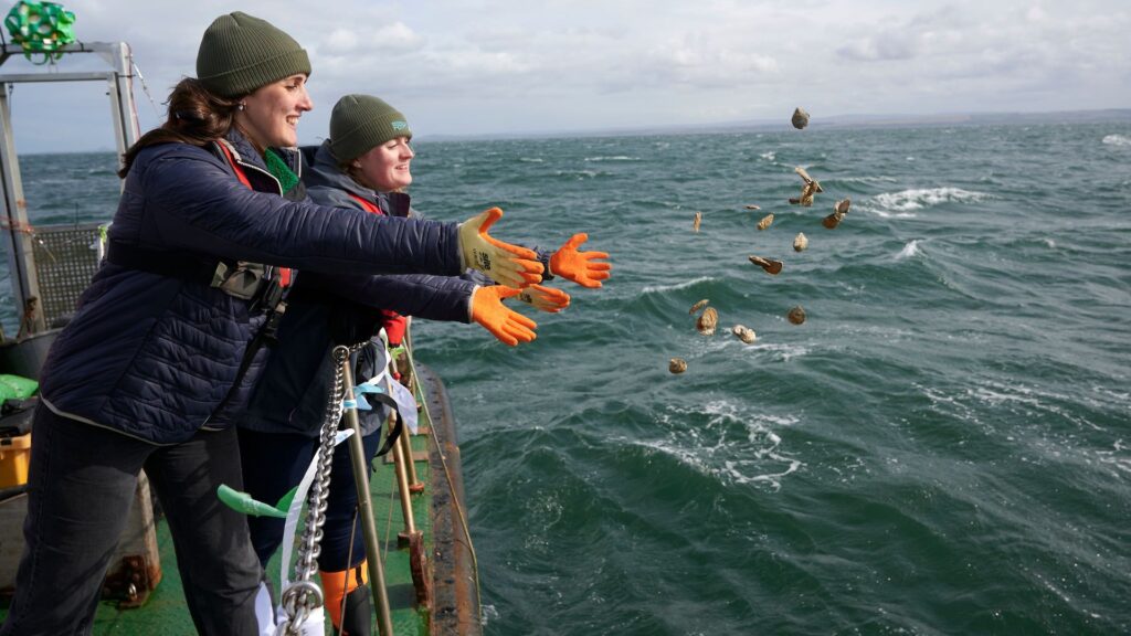 Native oysters locally extinct for a century now ‘thriving’ again, say experts