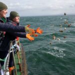 Native oysters locally extinct for a century now ‘thriving’ again, say experts