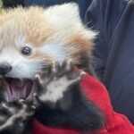 Scared to death! Baby red panda dies in Scotland after nearby fireworks set off