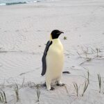 First emperor penguin found in Australia after 2,000-mile journey