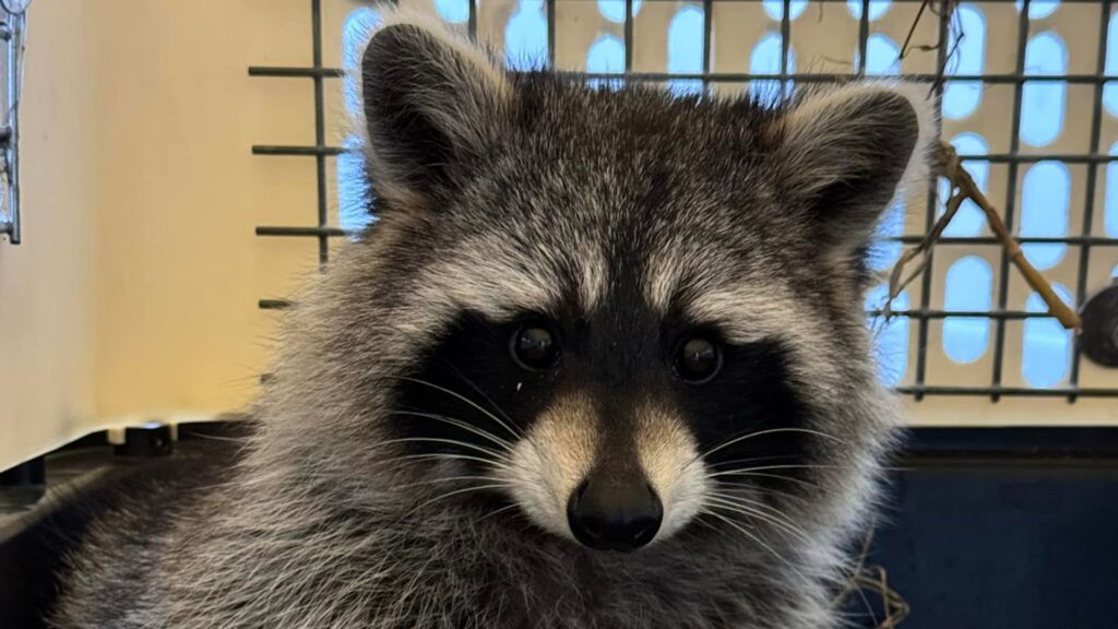 ‘We’re ecstatic!’: Second racoon found after zoo escape