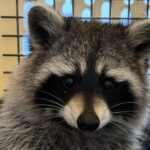 ‘We’re ecstatic!’: Second racoon found after zoo escape