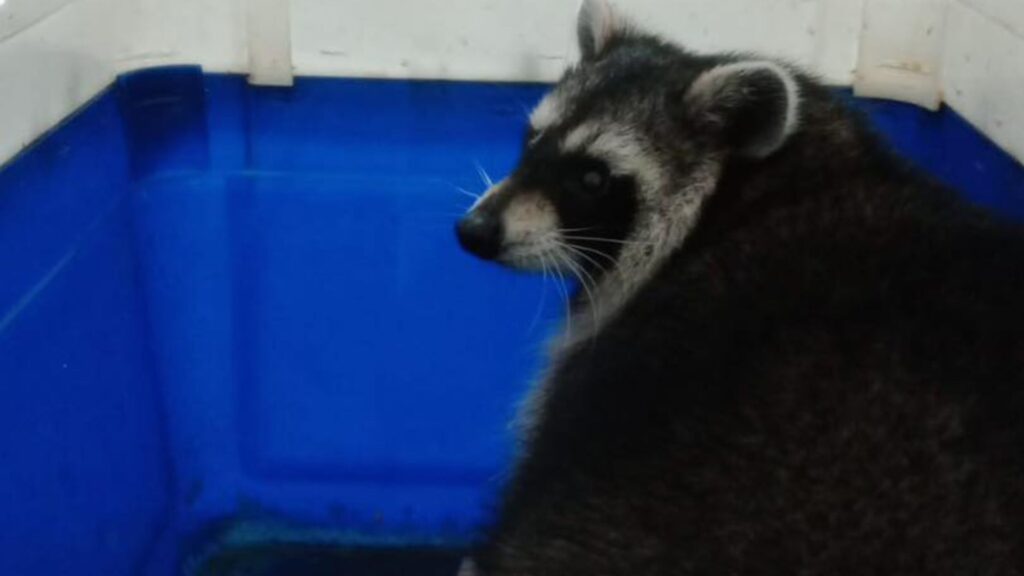 Racoon who escaped zoo compound found ‘no worse for wear’ – but three others remain at large