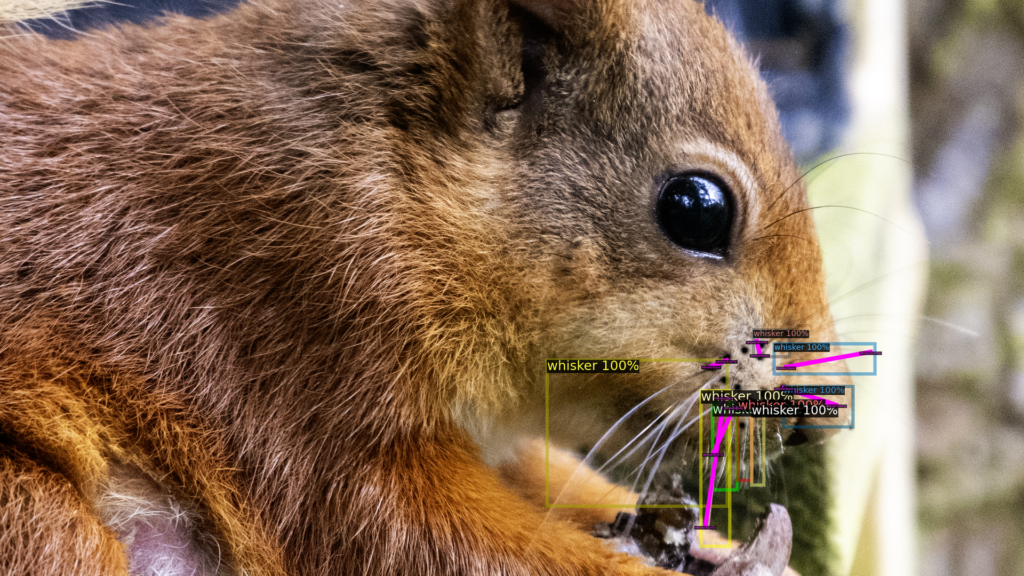 AI squirrel spotter deployed to protect endangered red squirrels