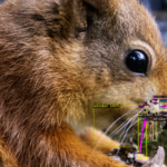 AI squirrel spotter deployed to protect endangered red squirrels