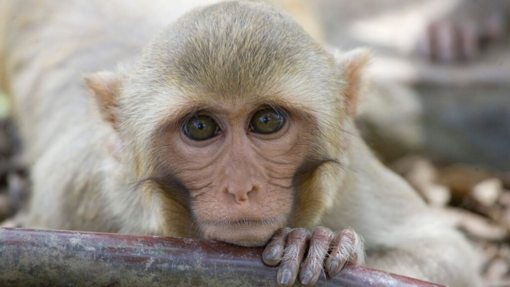 Search teams recover 25 monkeys who escaped research facility – but 18 remain at large