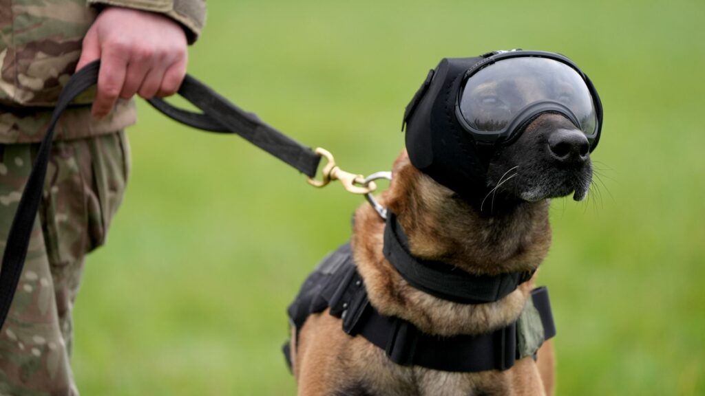 Dogs pictured wearing goggles, ear defenders and cool vests – here’s why