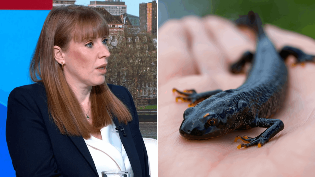 Angela Rayner says newts can’t be more protected than people who need housing