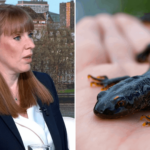 Angela Rayner says newts can’t be more protected than people who need housing