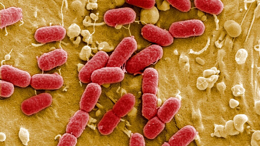 Attempts to create synthetic bacteria must be stopped as it could kill off humans, scientists warn