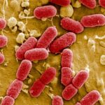 Attempts to create synthetic bacteria must be stopped as it could kill off humans, scientists warn