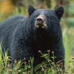 Hunter dies after bear shot in tree falls on him