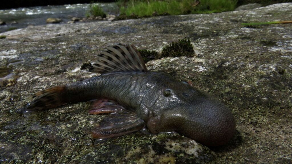 ‘Blob-headed’ fish and semi-aquatic mouse among 27 newly discovered species