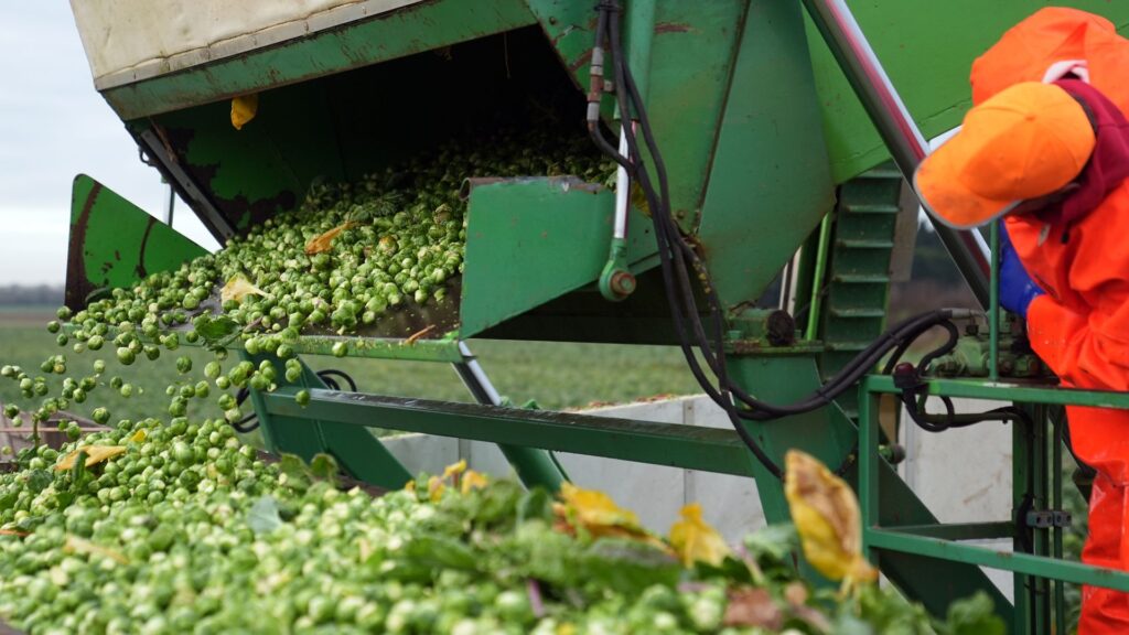 Brussels sprouts expected to be 25% bigger this year