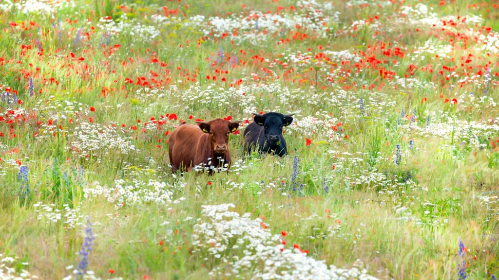 Farmers in ‘catch-22’ as investing in environment could push up inheritance tax