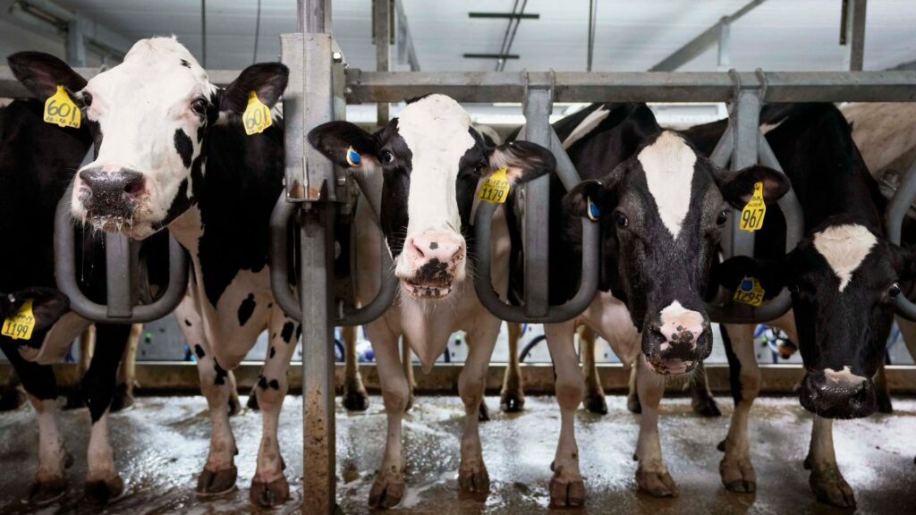 US orders nationwide milk testing in bid to stop spread of bird flu in cows