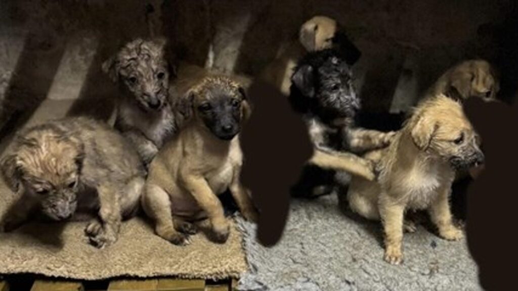 Three puppies stolen in Dorset found – but four still missing