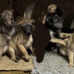 Three puppies stolen in Dorset found – but four still missing