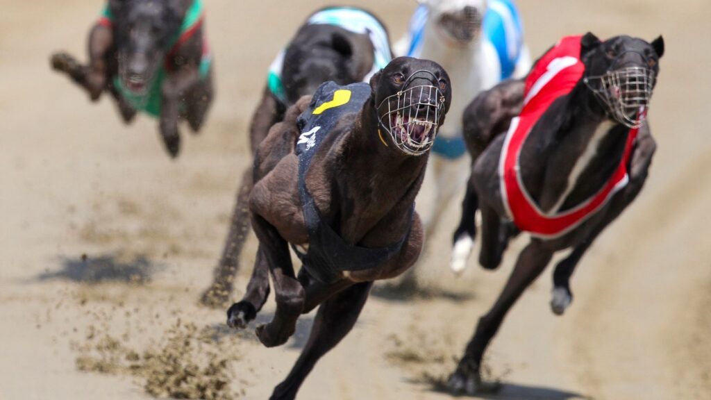 New Zealand set to ban greyhound racing