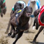 New Zealand set to ban greyhound racing