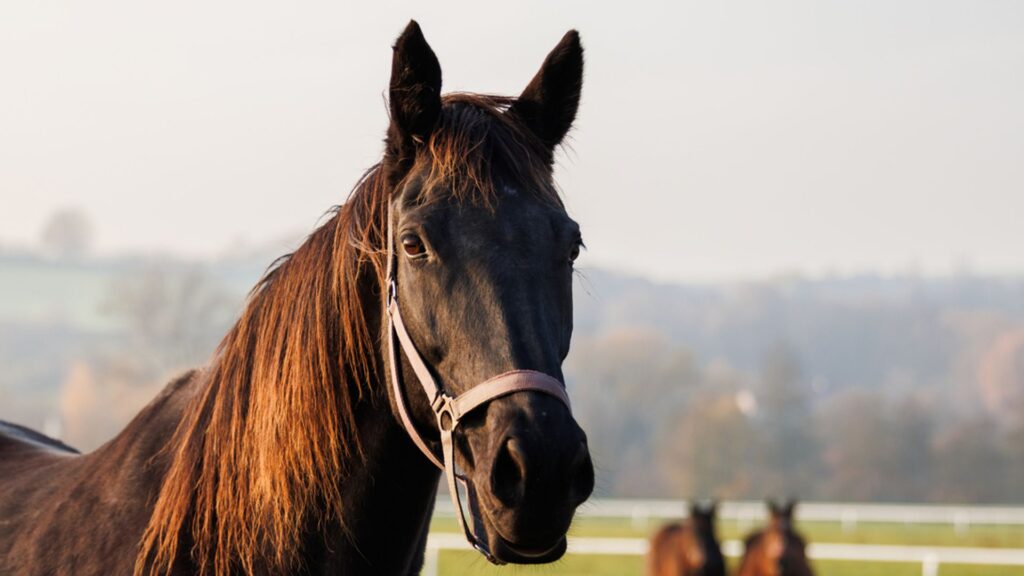 Virus most likely to cause next pandemic ‘could be passed to humans’ from horses