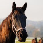 Virus most likely to cause next pandemic ‘could be passed to humans’ from horses