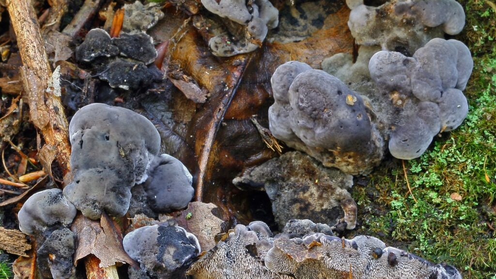 Toothy toadstools and ghost palms among new species named in 2024