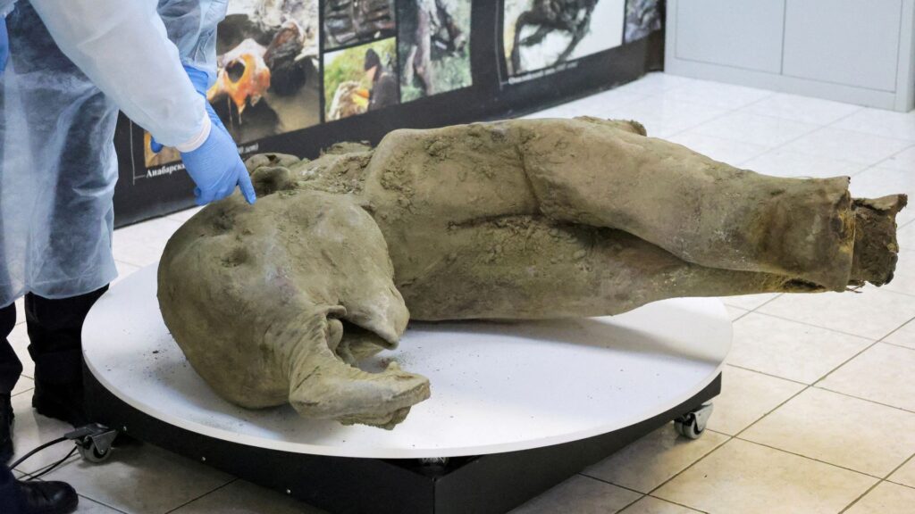 Remains of ‘remarkably well preserved’ baby mammoth unveiled by scientists