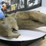 Remains of ‘remarkably well preserved’ baby mammoth unveiled by scientists