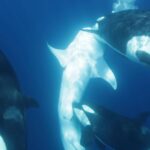 Killer whale pod develops unique technique to hunt world’s largest fish