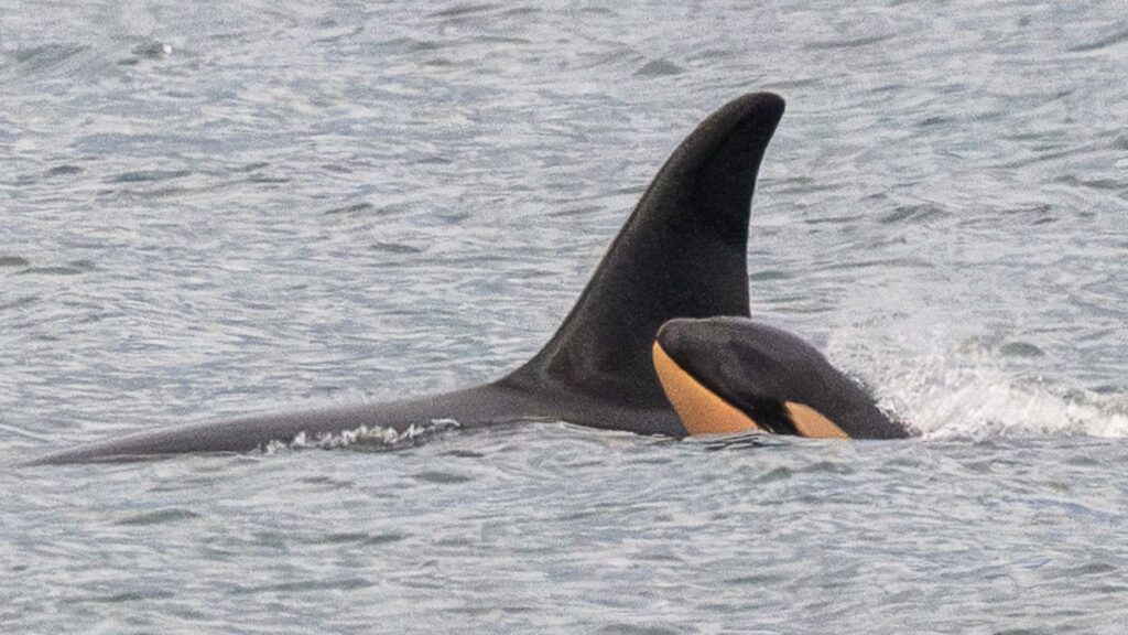 Killer whale who carried dead calf in ‘show of grief’ gives birth again – but experts are concerned