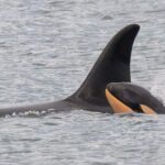 Killer whale who carried dead calf in ‘show of grief’ gives birth again – but experts are concerned