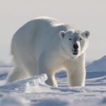 Man leaps on polar bear to defend wife from attack