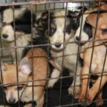 Parents warned buying puppies at Christmas could fund organised crime gangs