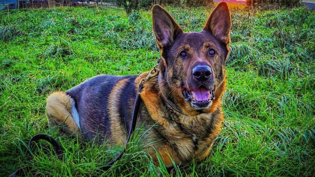 Retired police dog on first walk since major surgery rescues missing man