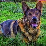 Retired police dog on first walk since major surgery rescues missing man