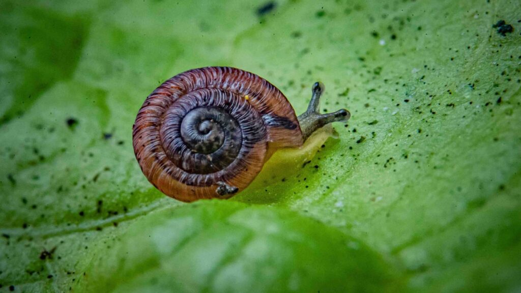 These pea-sized snails were considered extinct for 100 years – now they’re being released into the wild