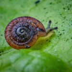 These pea-sized snails were considered extinct for 100 years – now they’re being released into the wild