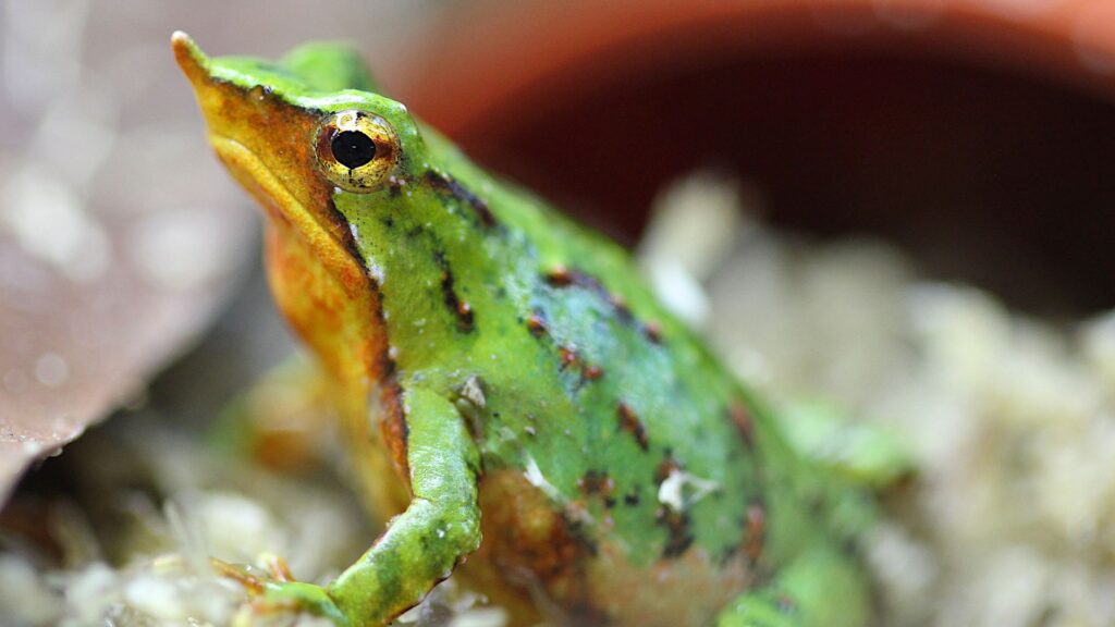 Tiny frogs named after Charles Darwin flown to London to save them